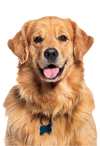 Create a Safer Space for Your Furry Friend